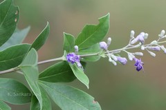 Vitex trifolia
